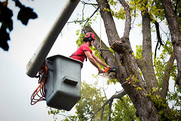 How Our Tree Care Process Works  in Moreno Valley, CA